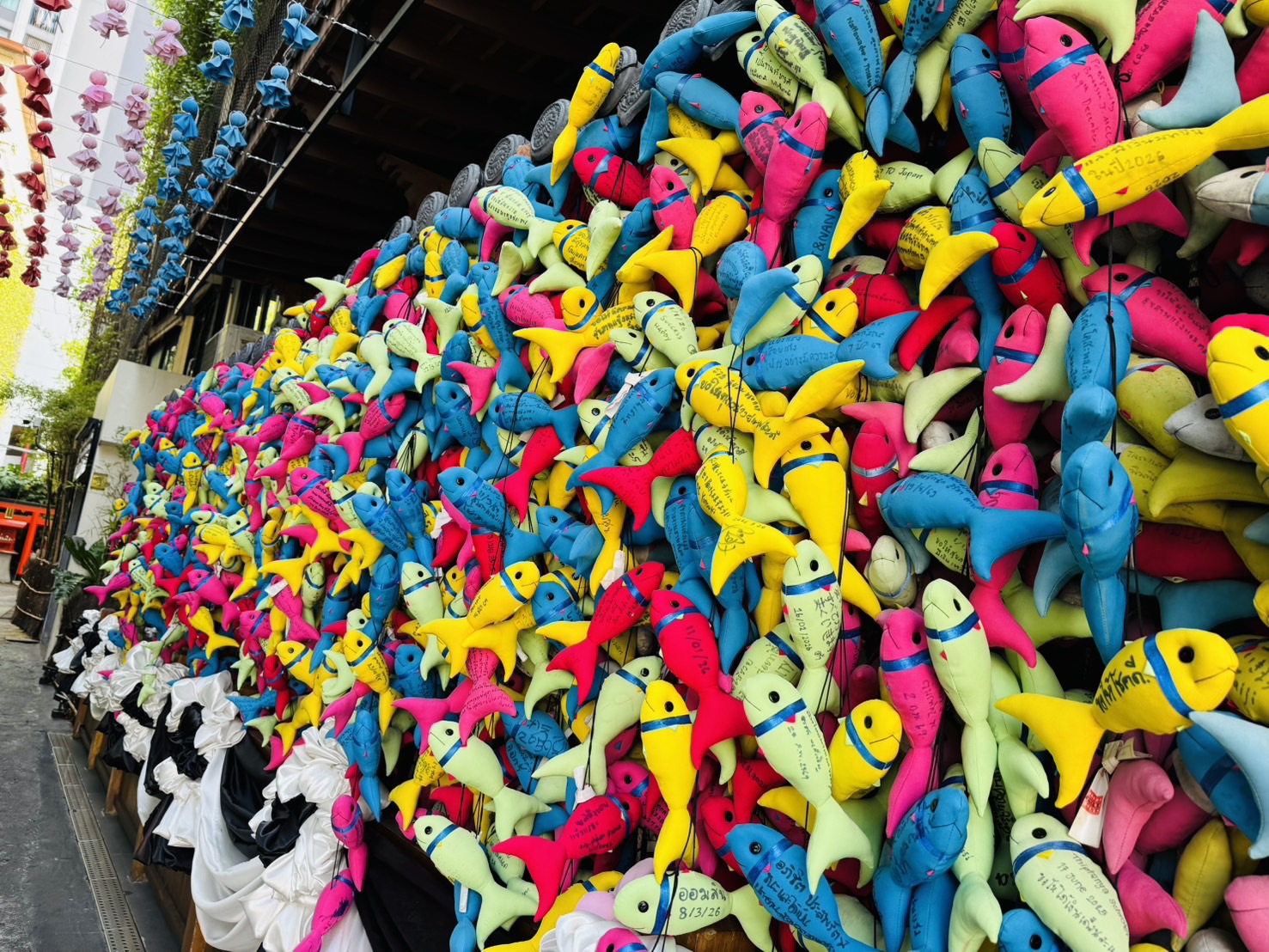 くくり魚の画像